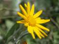 alpywallisk2009119_small.jpg