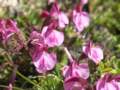 alpywallisk2009122_small.jpg