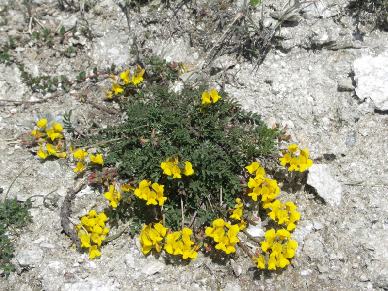 alpywallisk2009124.jpg
