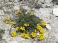 alpywallisk2009124_small.jpg