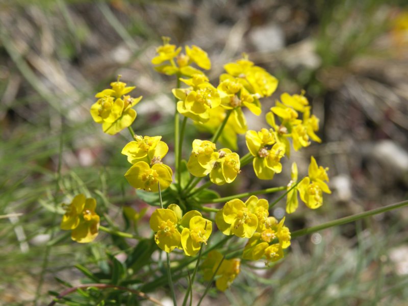 alpywallisk2009125.jpg