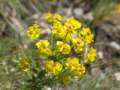 alpywallisk2009125_small.jpg