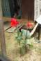nepl2009ve114_small.jpg