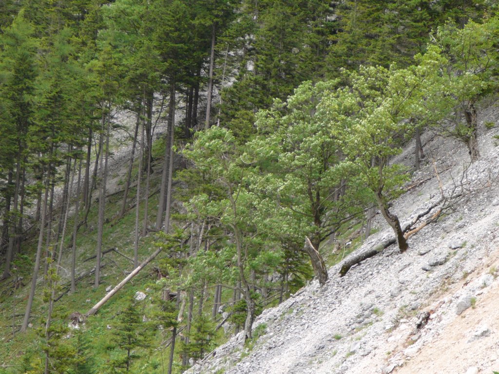 holl07022.jpg