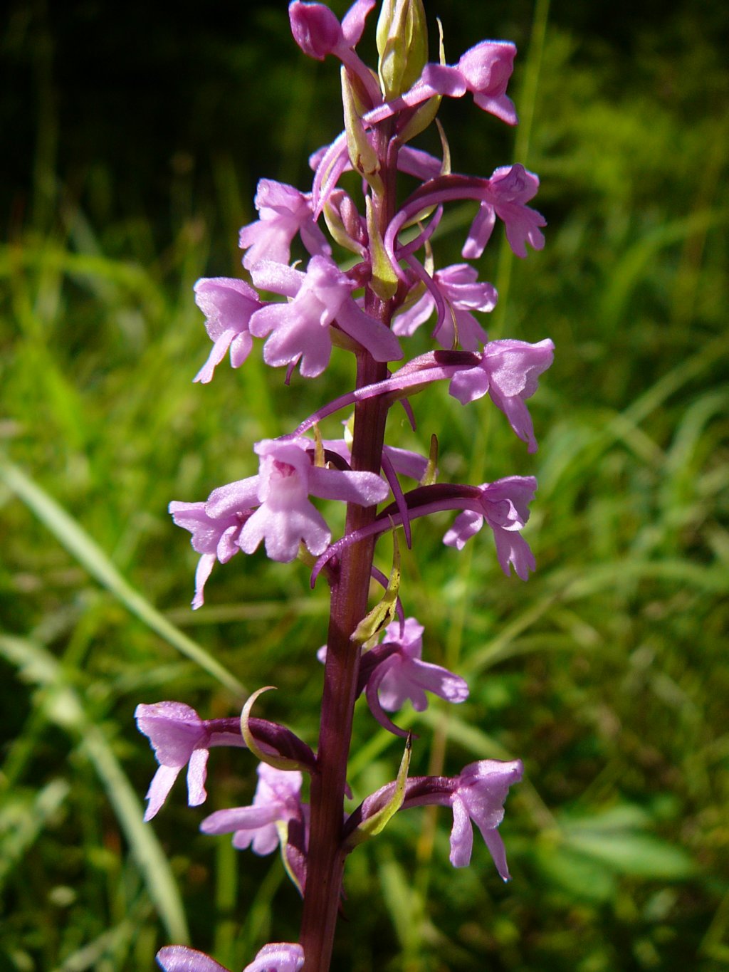 holl07059.jpg
