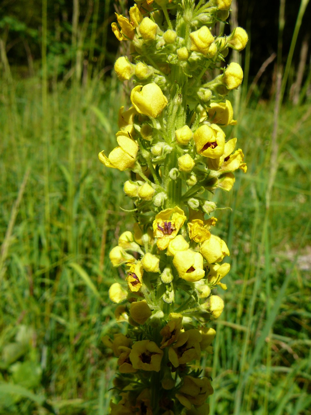 holl07060.jpg