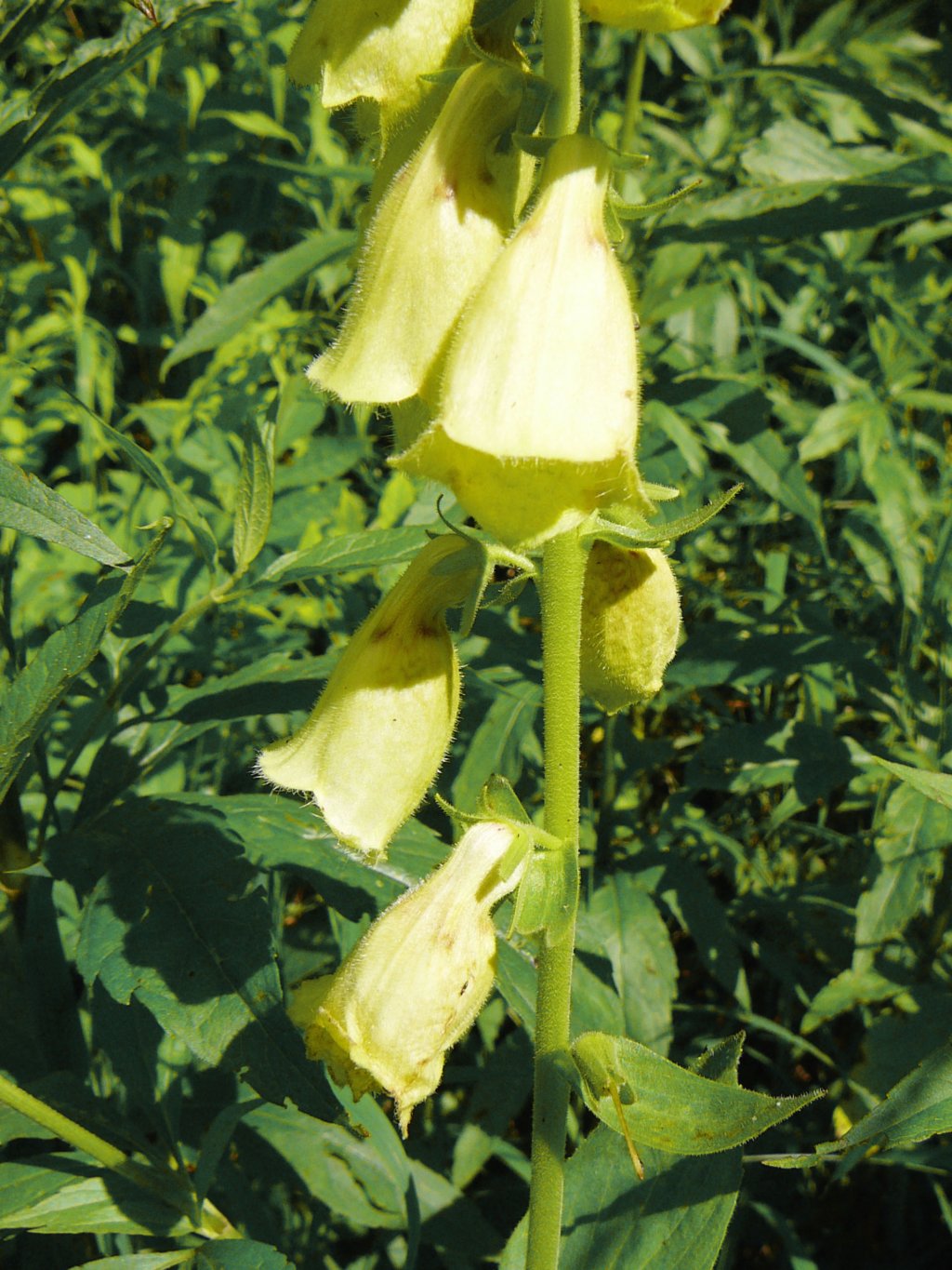 holl07062.jpg
